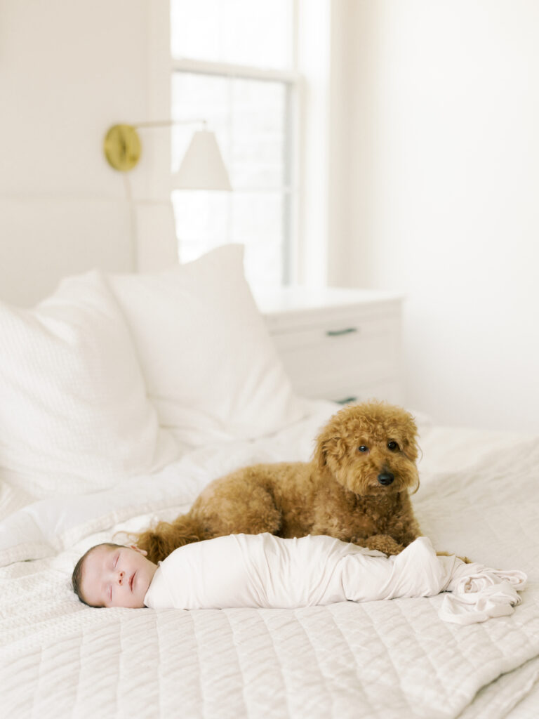 Photo of dog and baby taken by College Station Newborn Photographer, Meg Staheli Photo.